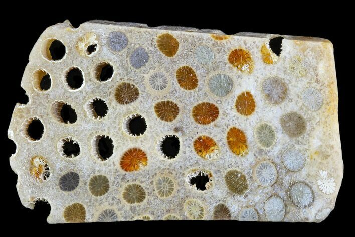 Polished, Fossil Coral Slab - Indonesia #109150